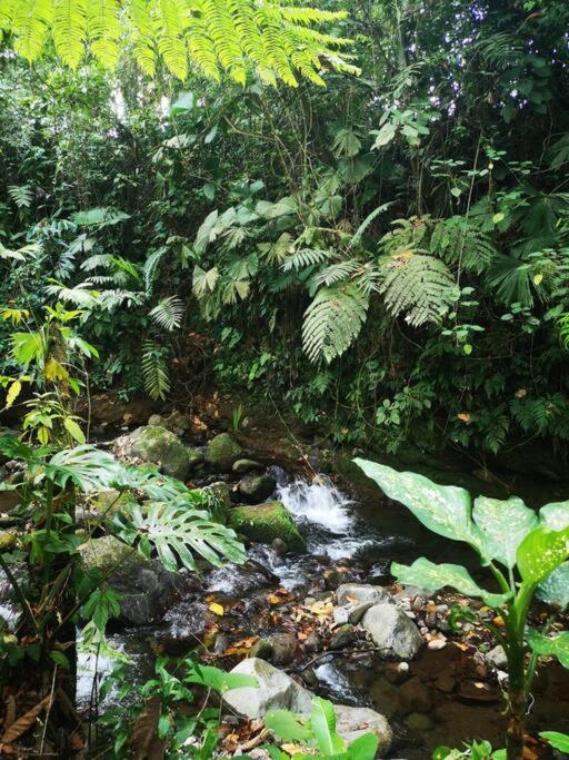 Habana River And Sanctuary La Fortuna