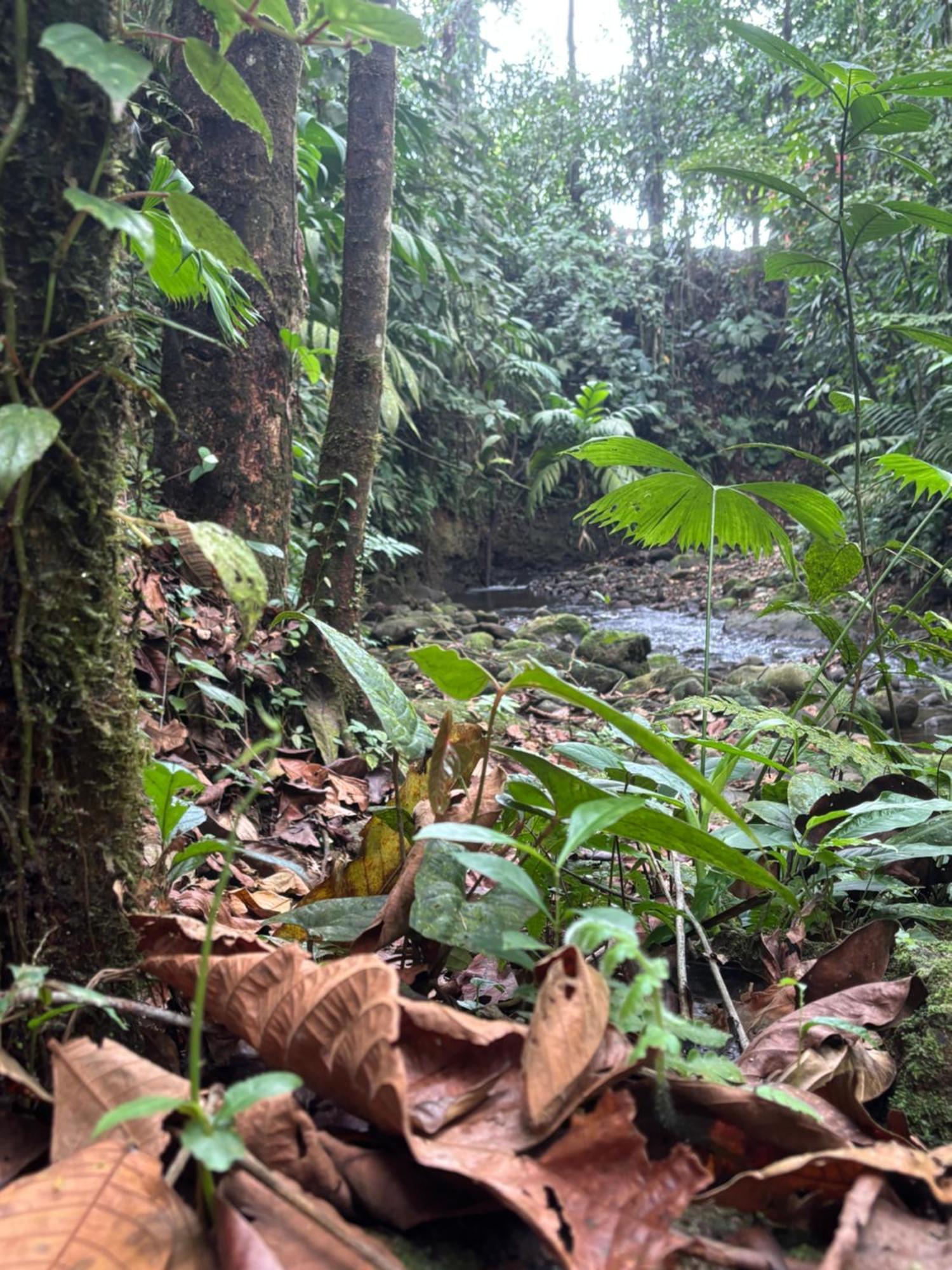 Habana River And Sanctuary La Fortuna